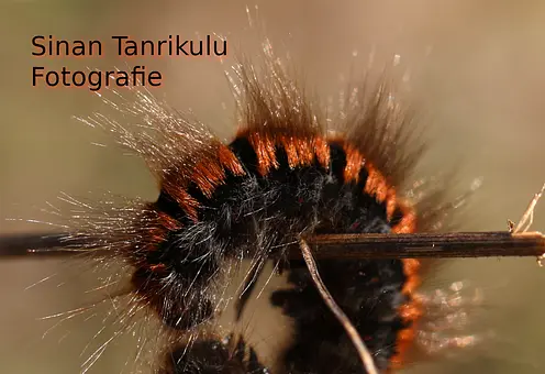 Sinan Tanrikulu